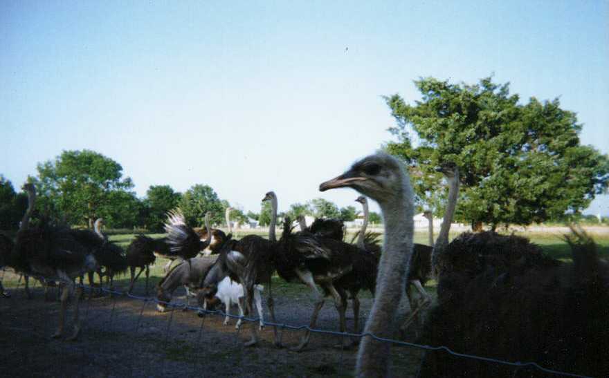Ostriches(21913 bytes)
