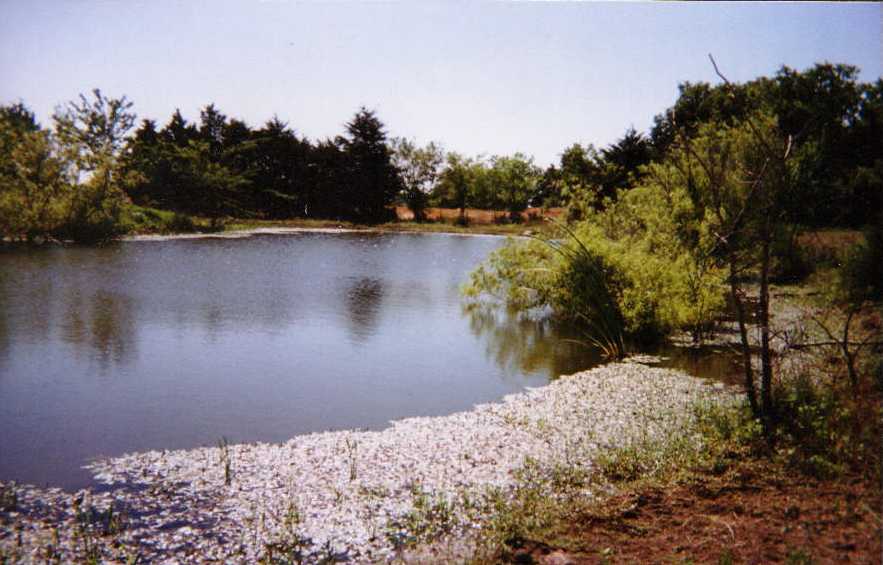 Back Pond
